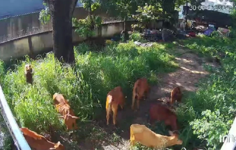 Sau khi tiếp nhận thông tin từ báo Pháp Luật TP.HCM, lãnh đạo UBND phường Trảng Dài nhanh chóng xử lý với đàn bò thả rông. Ảnh: VH. Sau khi tiếp nhận thông tin từ báo Pháp Luật TP.HCM, lãnh đạo UBND phường Trảng Dài nhanh chóng xử lý với đàn bò thả rông. Ảnh: VH.