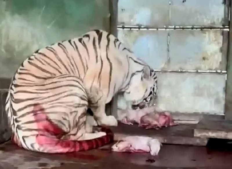 Bạch hổ Bengal qúy hiếm sinh thành công 5 hổ con tại Khu du lịch Vườn Xoài. Ảnh: VH.