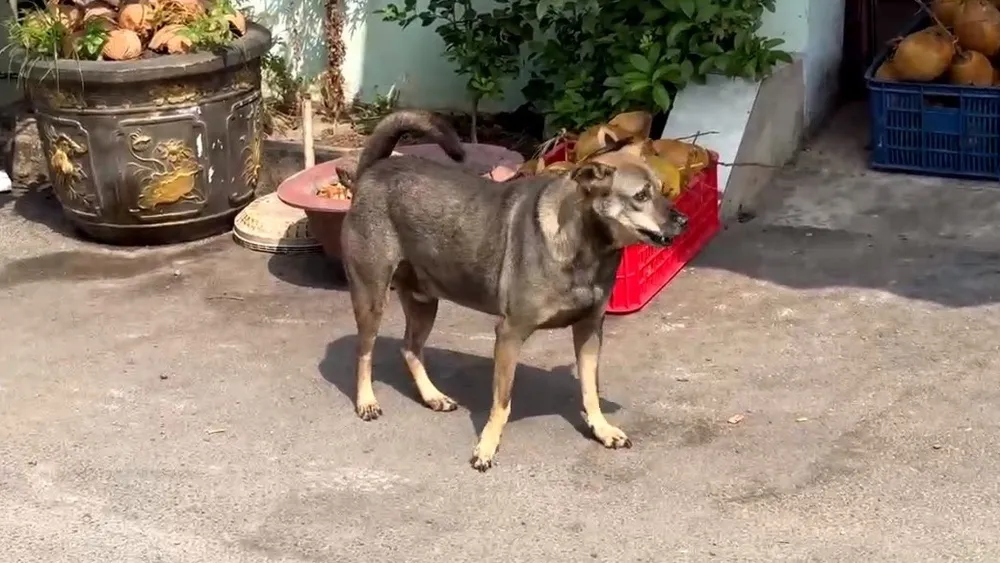 chó thả rông 11.jpg