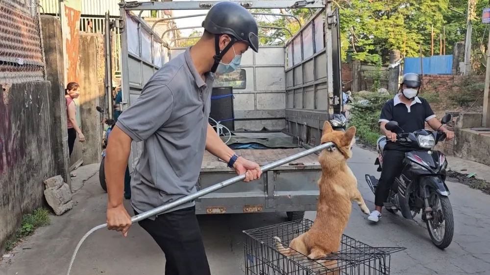 chó thả rông 9.jpg