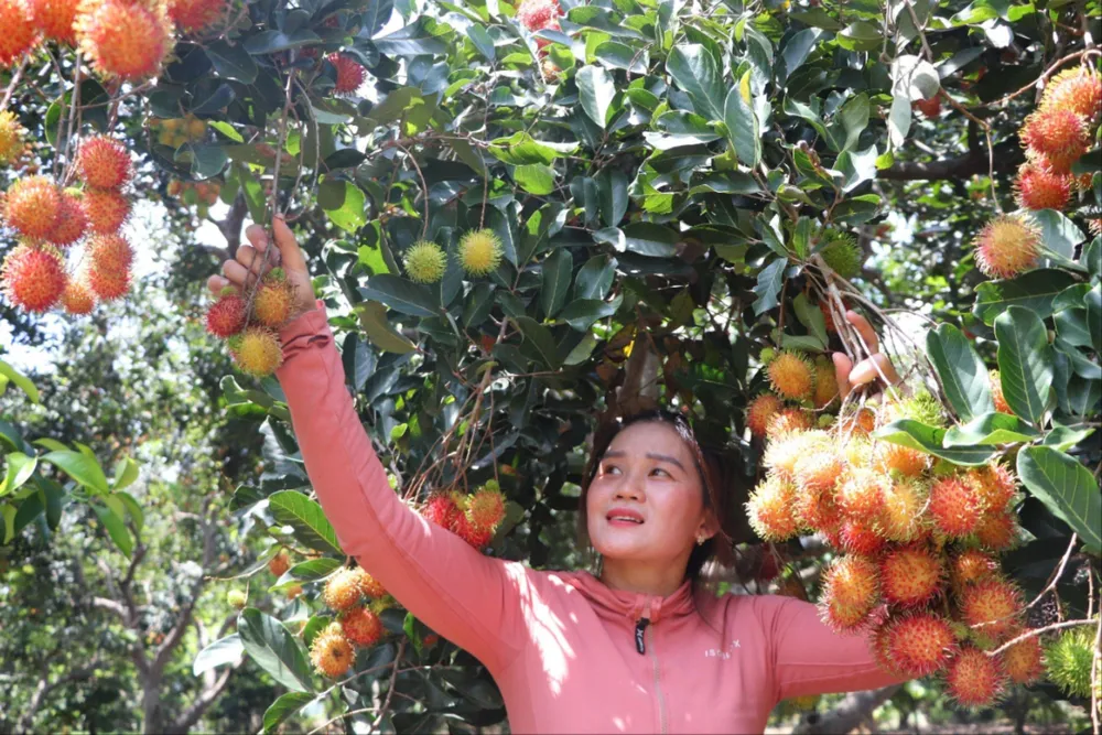 Lễ hội trái cây tôn vinh trái cây và sản phẩm OCOP. Ảnh VH. Lễ hội trái cây .jpg