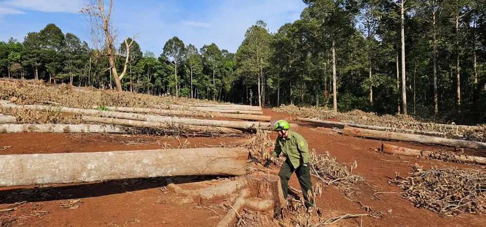 rừng phòng hộ,.jpg