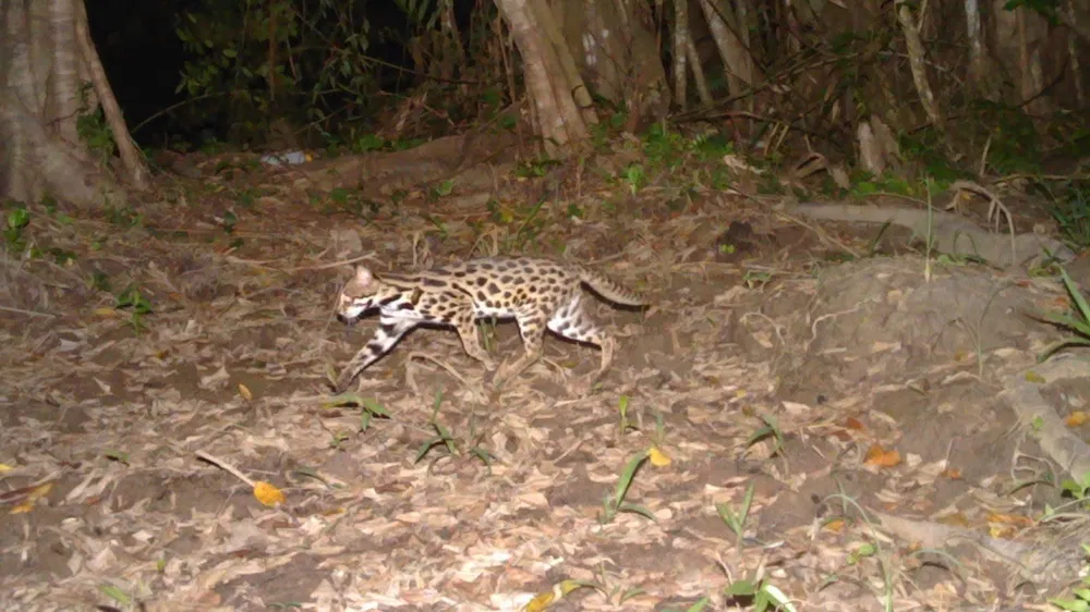 động vật hoang dã 3.jpg