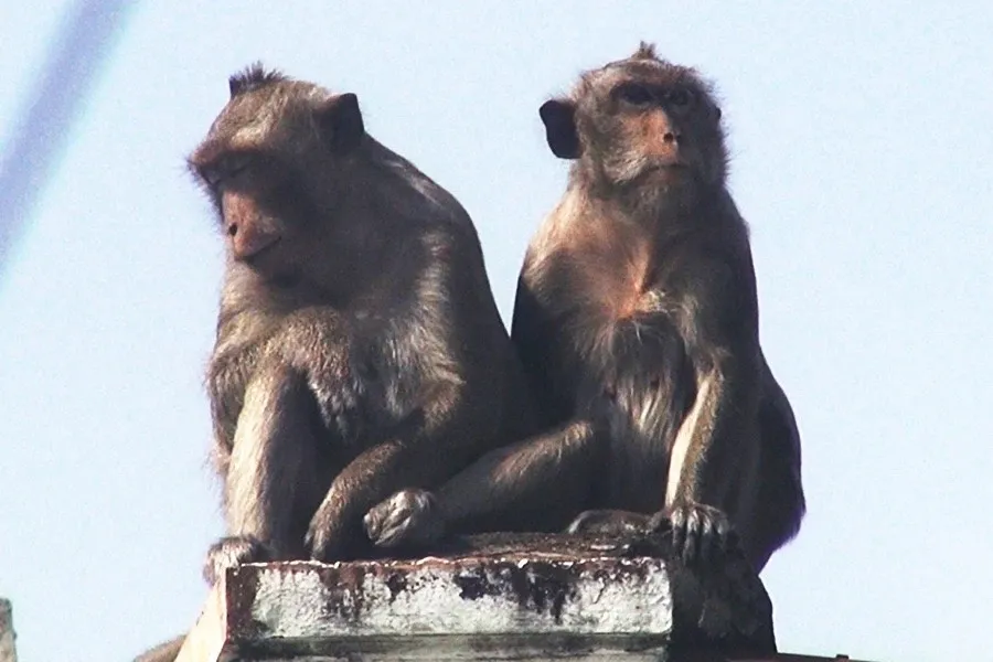 trại nuôi khỉ.jpeg