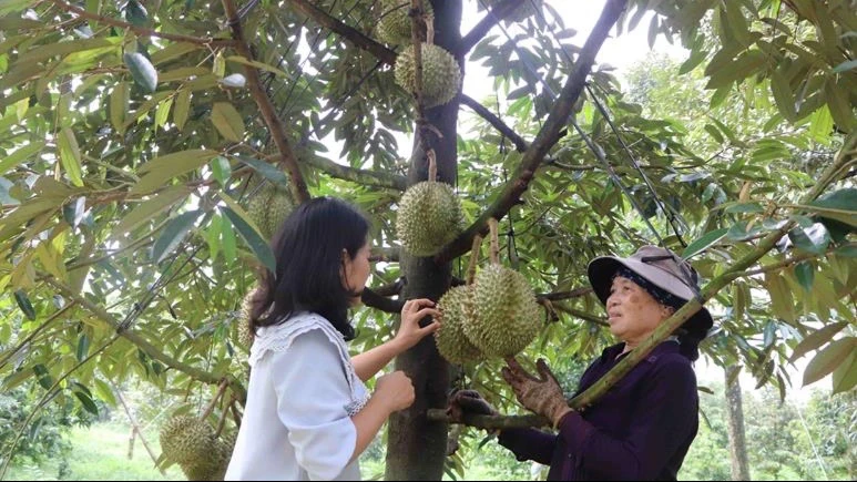 Hiệp hội Sầu Riêng.jpeg