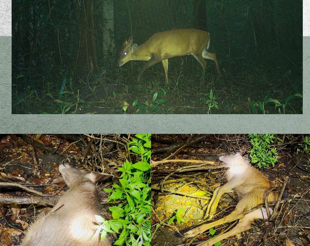 vườn quốc gia Cát Tiên.1.jpg