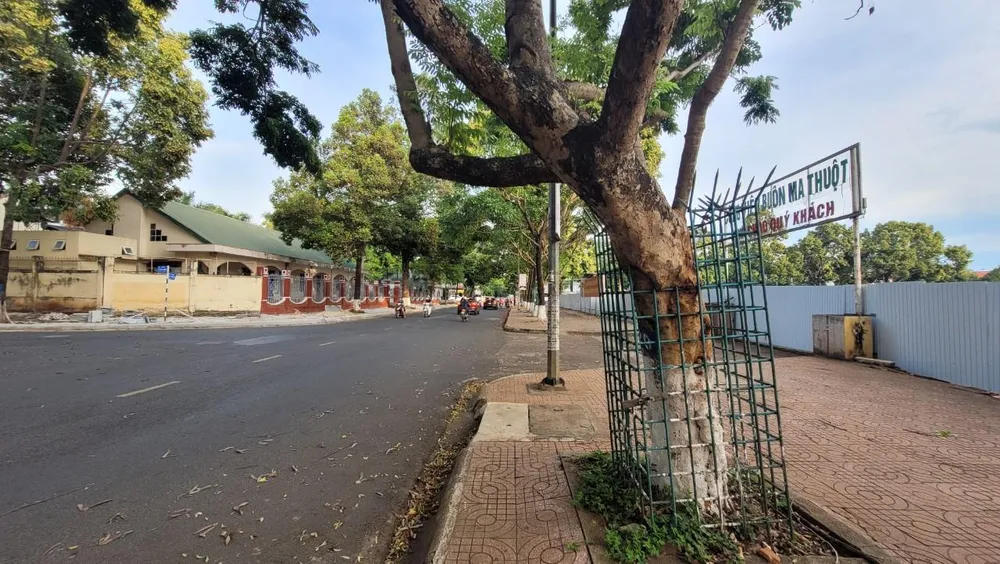 Cây sưa trên đường Bà Triệu được bảo vệ nghiêm ngặt Cây sưa trên đường Bà Triệu được bảo vệ nghiêm ngặt