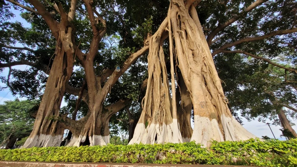 Gốc cây đa cổ thụ bên trong khu vui chơi công cộng ở TP Buôn Ma Thuột Gốc cây đa cổ thụ bên trong khu vui chơi công cộng ở TP Buôn Ma Thuột