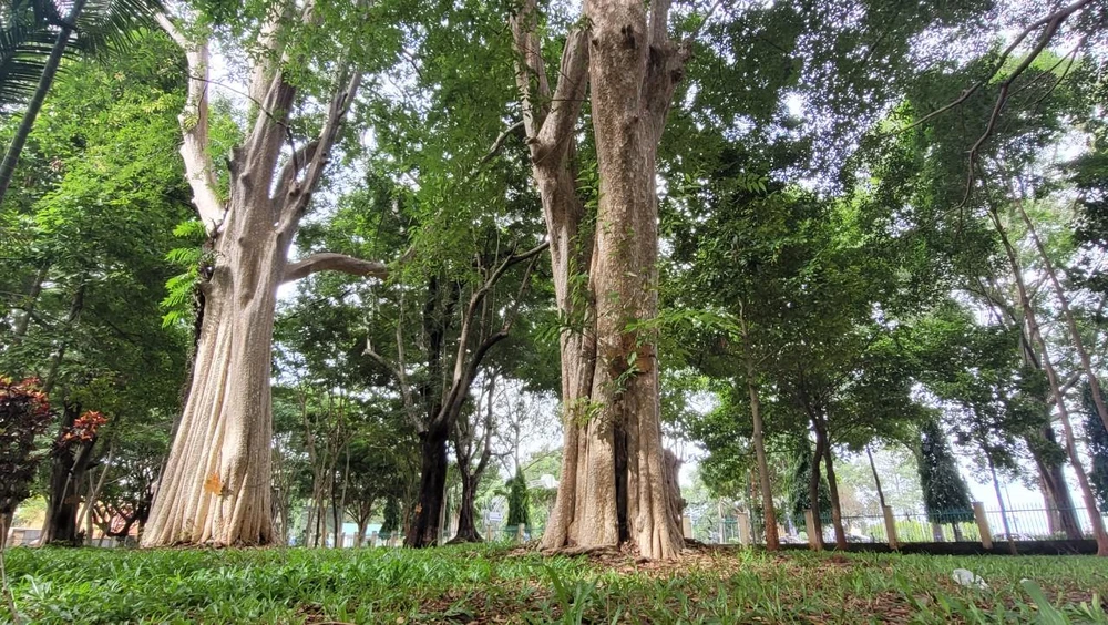 Cây bằng lăng ổi cổ thụ trong khuôn viên bảo tàng Đắk Lắk Cây bằng lăng ổi cổ thụ trong khuôn viên bảo tàng Đắk Lắk