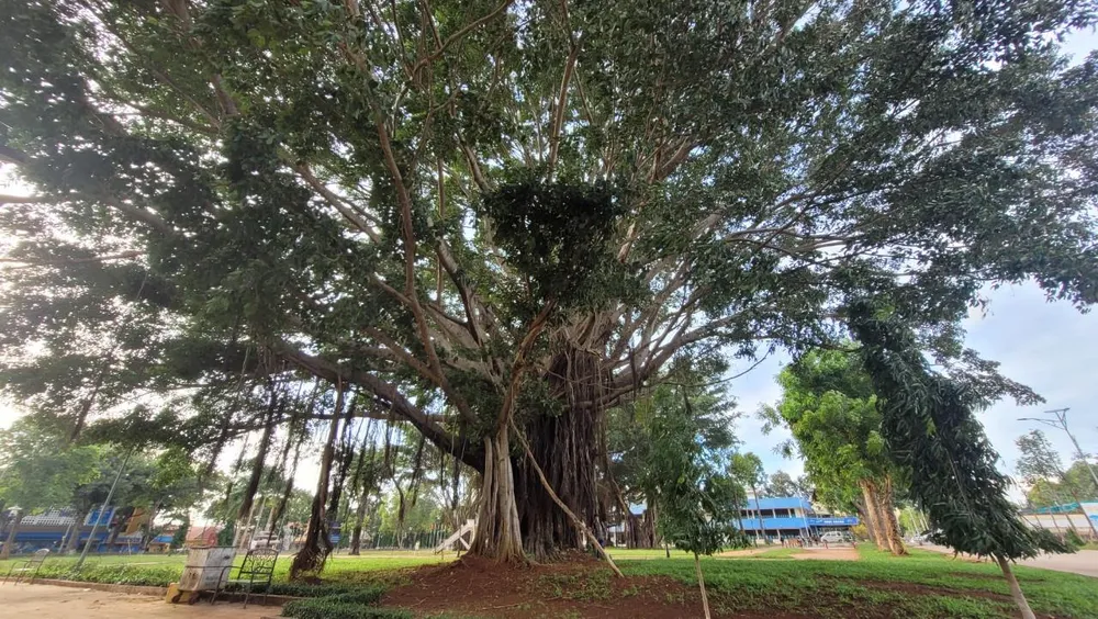 Một cây đa cổ thụ tại khu vui chơi công cộng trên đường Lê Duẩn Một cây đa cổ thụ tại khu vui chơi công cộng trên đường Lê Duẩn
