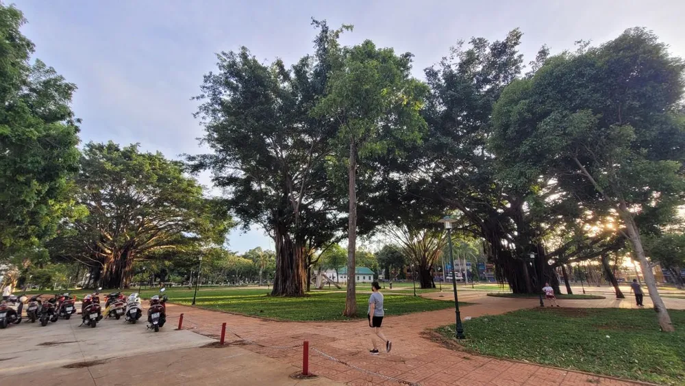 Những cây đa cổ thụ ở TP Buôn Ma Thuột Những cây đa cổ thụ ở TP Buôn Ma Thuột