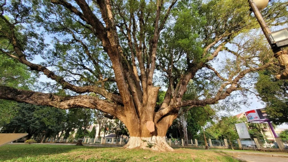 Cây Long Não bên trong khuôn viên Bảo tàng Đắk Lắk Cây Long Não bên trong khuôn viên Bảo tàng Đắk Lắk