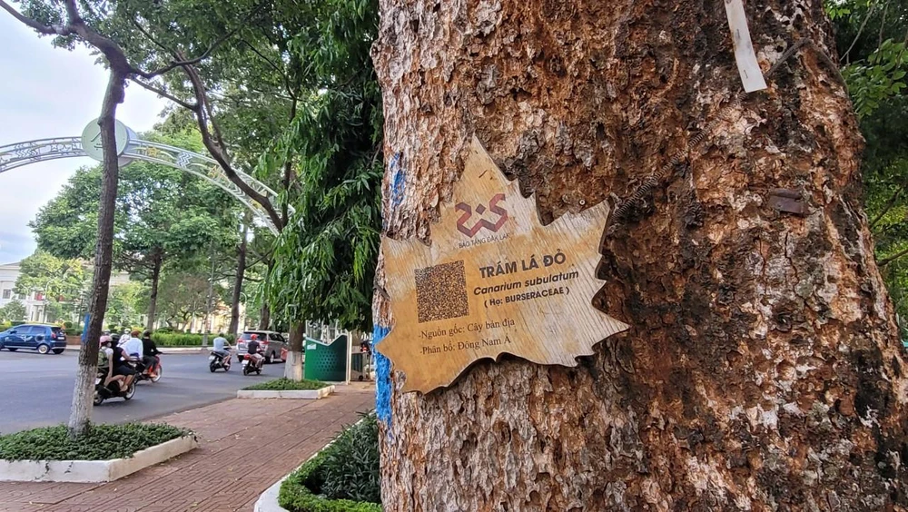 Cây trám lá đỏ Cây trám lá đỏ