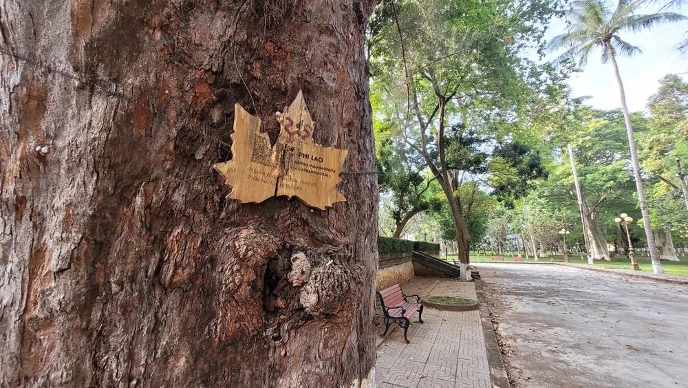 Cây phi lao khổng lồ Cây phi lao khổng lồ