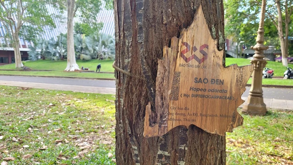 Cây sao đen Cây sao đen