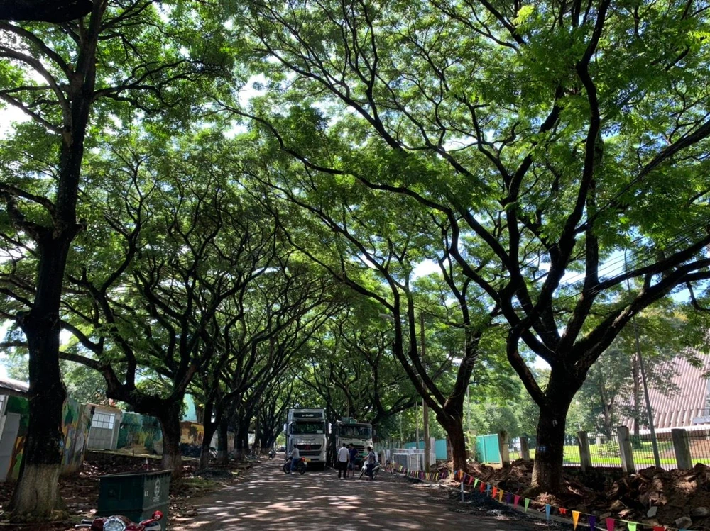 Hàng cây cổ thụ trên đường Phan Đình Giót. Ảnh: CTV