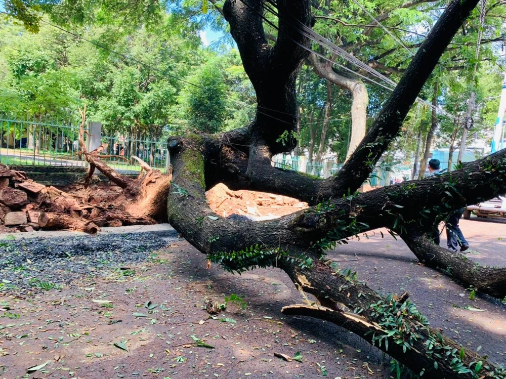 Cây me cổ thụ ngã bật gốc do làm đường. Ảnh: CTV
