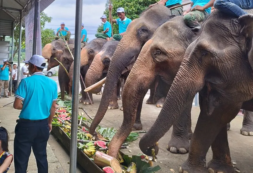 Nhiều con voi nhà tham gia bữa tiệc. Ảnh: VLX