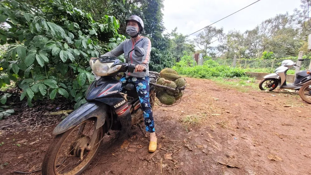 Người dân thu mua sầu riêng tại rẫy. Ảnh: VL