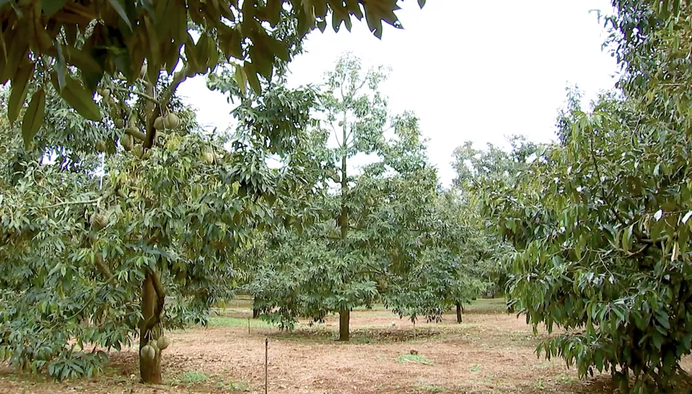 Nhiều nông dân ở huyện Krông Pắk trở nên giàu có nhờ trồng sầu riêng. Ảnh: VL