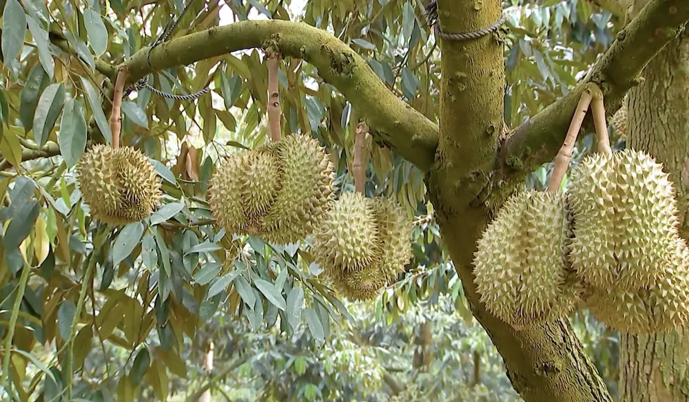 Giống sầu riêng nổi tiếng ở huyện Krông Pắk. Ảnh: VLX