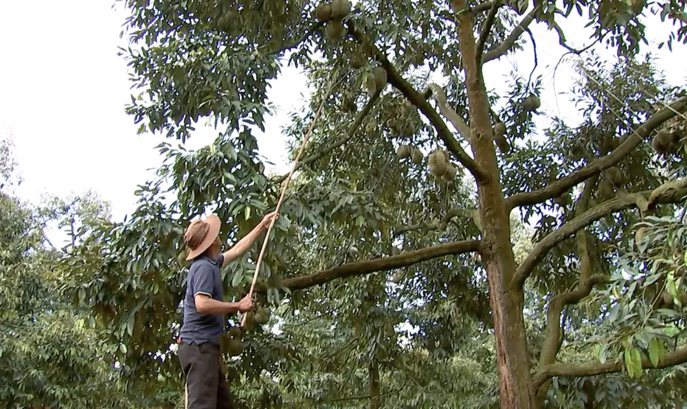 Vườn sầu riêng nhà ông Chiến đạt năng suất cao. Ảnh: VLX