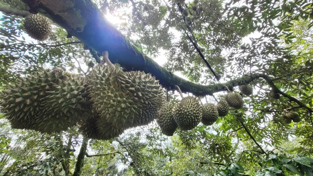 Vườn sầu riêng đang cho thu hoạch chính vụ ở huyện Krông Pắk. Ảnh: VL