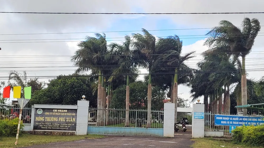 Nông trường cao su Phú Xuân trực thuộc Công ty cổ phần cao su Đắk Lắk. Ảnh: VL Nông trường cao su Phú Xuân trực thuộc Công ty cổ phần cao su Đắk Lắk. Ảnh: VL