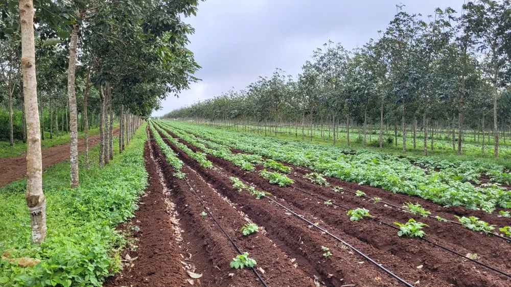 Nông trường cao su Phú Xuân cho thuê đất công ty trồng xen canh cây nông nghiệp. Ảnh: VL Nông trường cao su Phú Xuân cho thuê đất công ty trồng xen canh cây nông nghiệp. Ảnh: VL