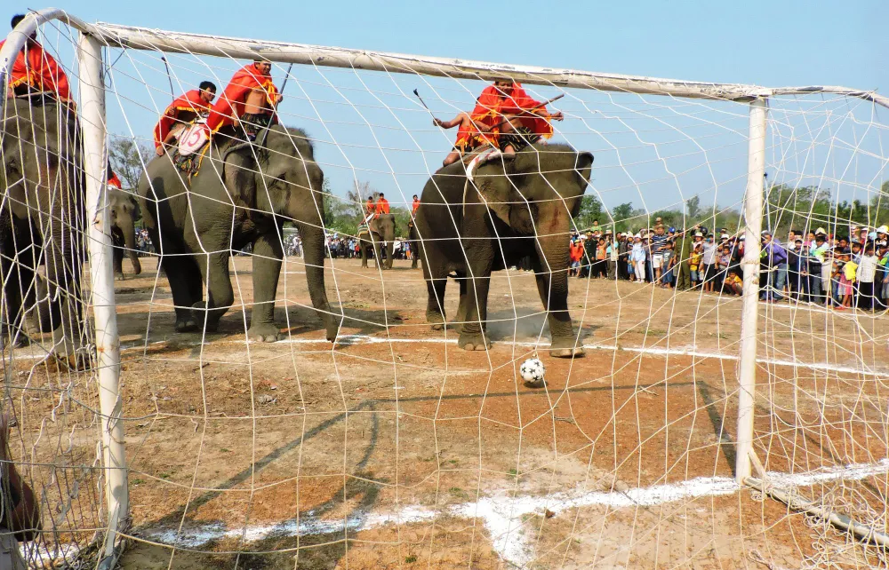 Voi đá bóng. Ảnh VŨ LONG