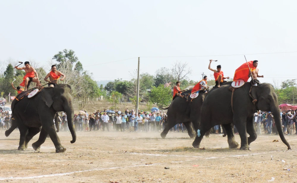 Đua voi thu hút đông đảo du khách. Ảnh: VŨ LONG