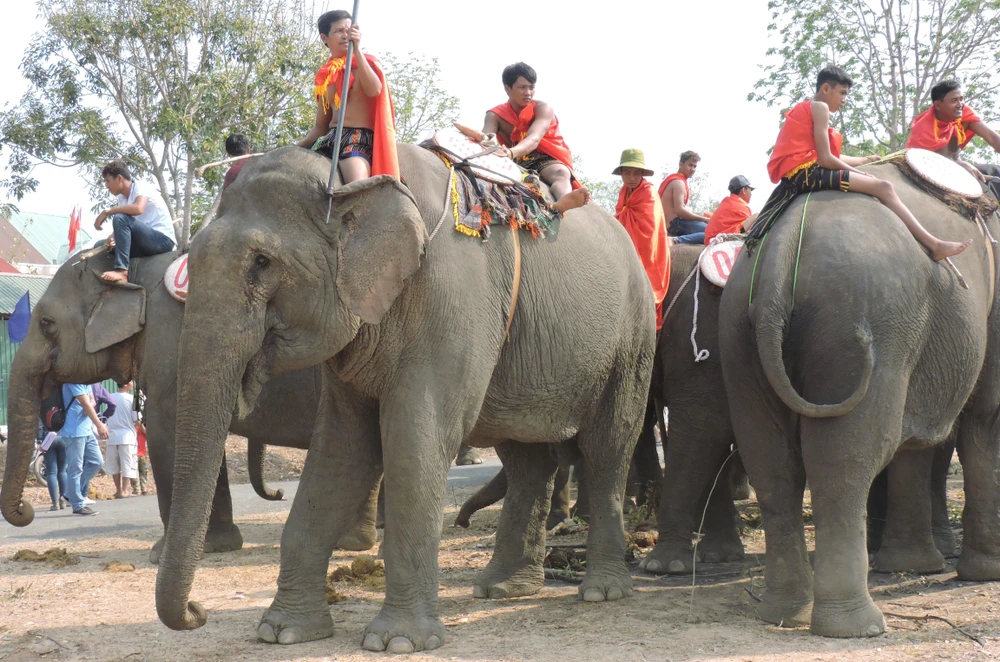 Những con voi tại lễ hội. Ảnh: VŨ LONG