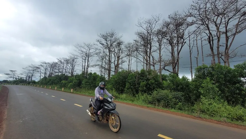 Rừng thông ở Quốc lộ 28 đoạn qua xã Đắk Ha, huyện Đắk G&apos;long (Đắk Nông) bị đầu độc. Ảnh: VŨ LONG