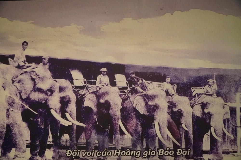 Đội voi của hoàng gia Bảo Đại. Ảnh: HĐ chụp tại "bảo tàng" voi ở huyện Buôn Đôn