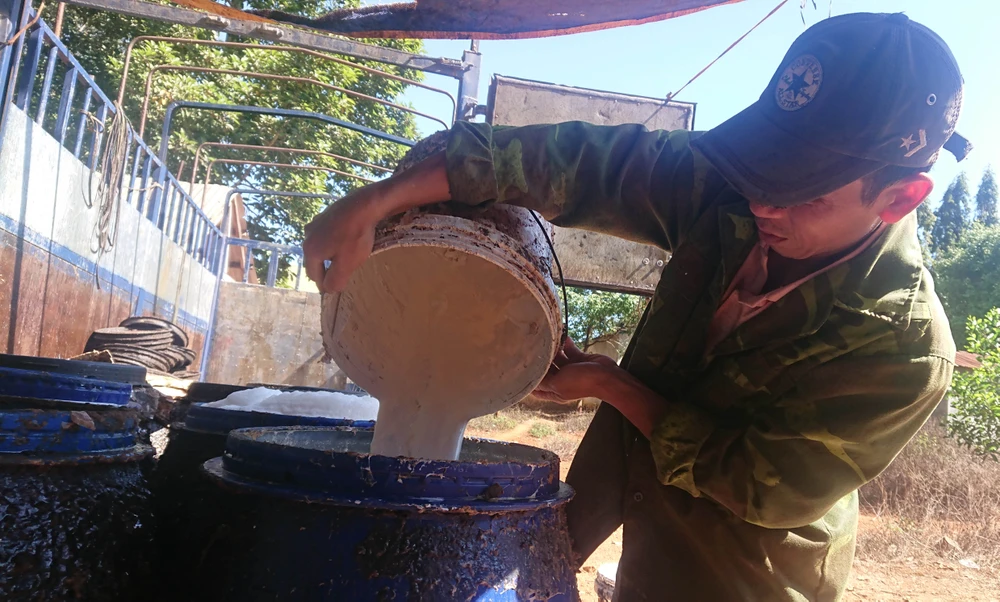 Công nhân Công ty TNHH MTV Nam Nung thu mủ cao su. Ảnh: VŨ LONG