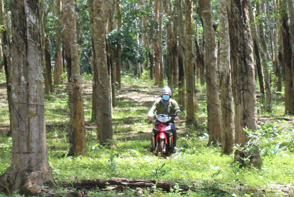 Diện tích trồng cao su của Công ty TNHH MTV Nam Nung. Ảnh: NL