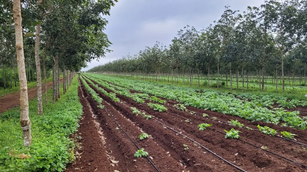 Công ty Cao su Đắk Lắk cho thuê đất trái quy định. Ảnh: VŨ LONG