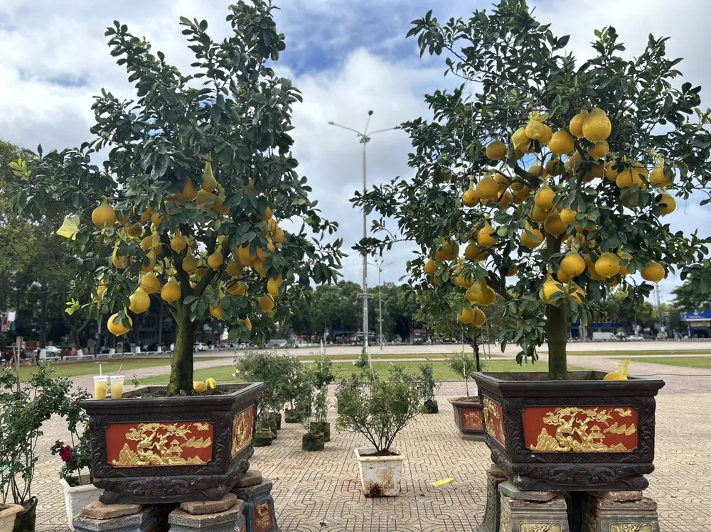 Bưởi trĩu quả ở chợ hoa Buôn Ma Thuột. Ảnh: VŨ LONG