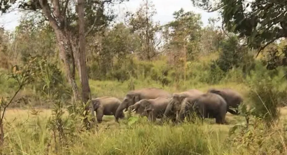 Đàn voi rừng xuất hiện trong Vườn Quốc gia Yok Đôn năm 2020. Ảnh: TL