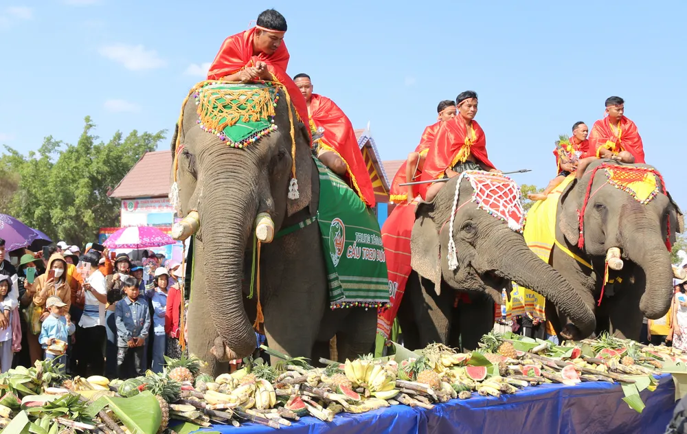 Hoa quả bao gồm dứa, chuối, mía... là những đồ ăn rất được voi yêu thích. Ảnh: MC