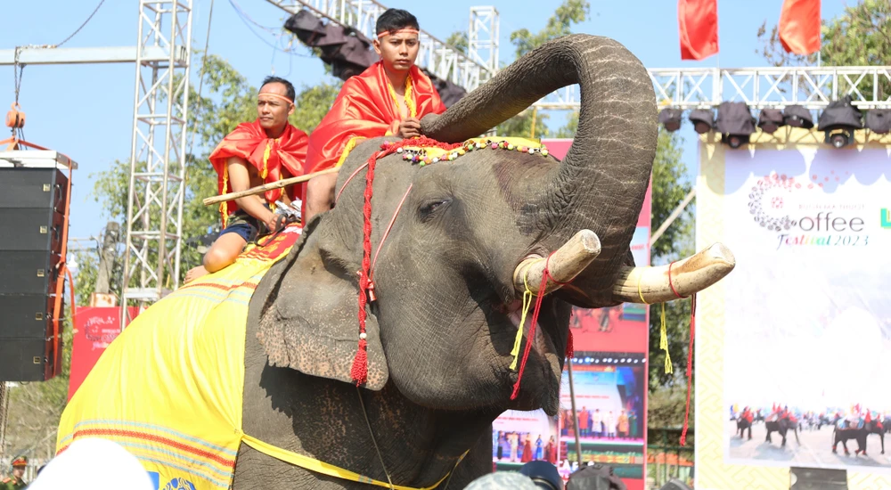 Một chú voi nhà tại hội voi Buôn Đôn. Ảnh: MC