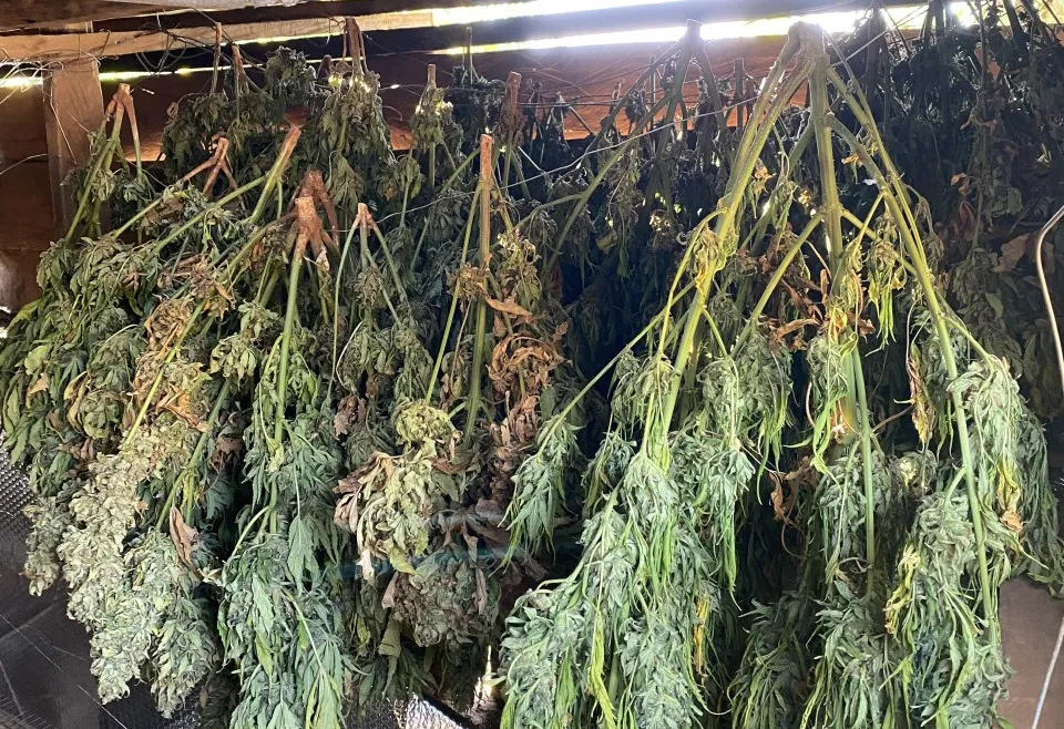 Nhiều loại cây cần sa đang chờ phơi khô để sơ chế. Ảnh: AX