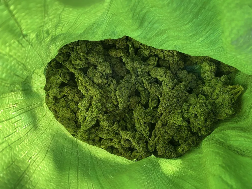 Cần sa sau khi sơ chế được đóng gói cẩn thận. Ảnh: AX