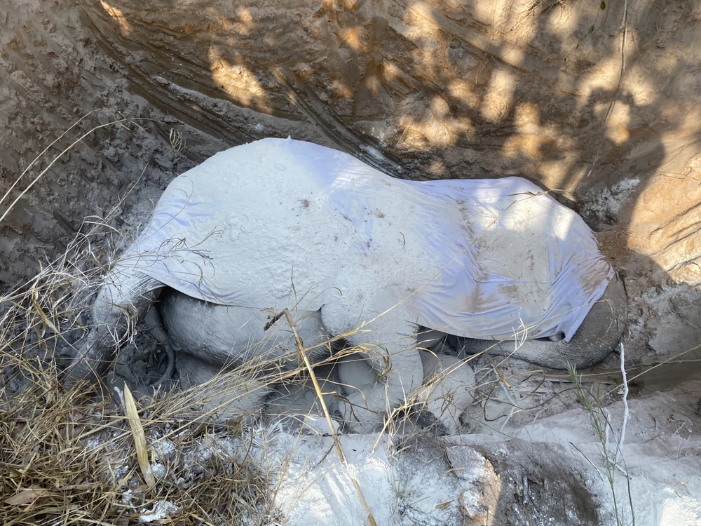 Lực lượng chức năng tiêu hủy con voi H'Pul. Ảnh: AX Lực lượng chức năng tiêu hủy con voi H'Pul. Ảnh: AX