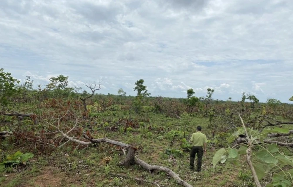 Phá rừng đang là vấn đề nóng, nhức nhối đang diễn ra ở huyện Ea Súp. Trong ảnh, hiện trường vụ hủy hoại gần 400 ha rừng ở xã Ya Tờ Mốt vào năm 2022. Ảnh: HT