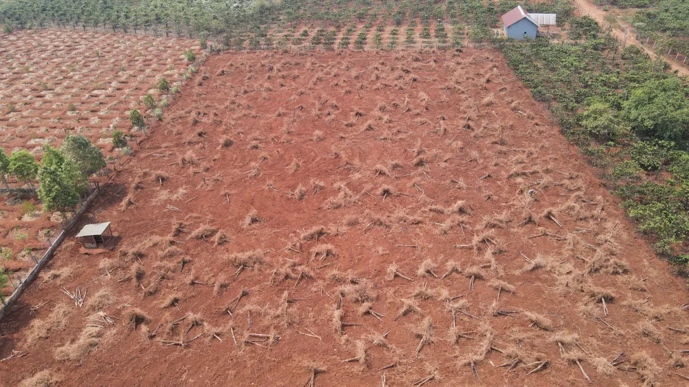 Nông dân không còn mặn mà với cây cà phê, nên đã nhổ bỏ cây này. Ảnh: HĐ