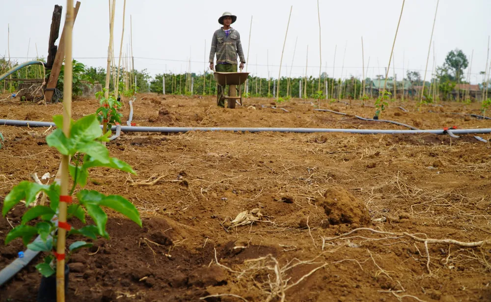 Người dân ở huyện Chư Pah, Gia Lai nhổ cà phê trồng chanh dây. Ảnh: HĐ