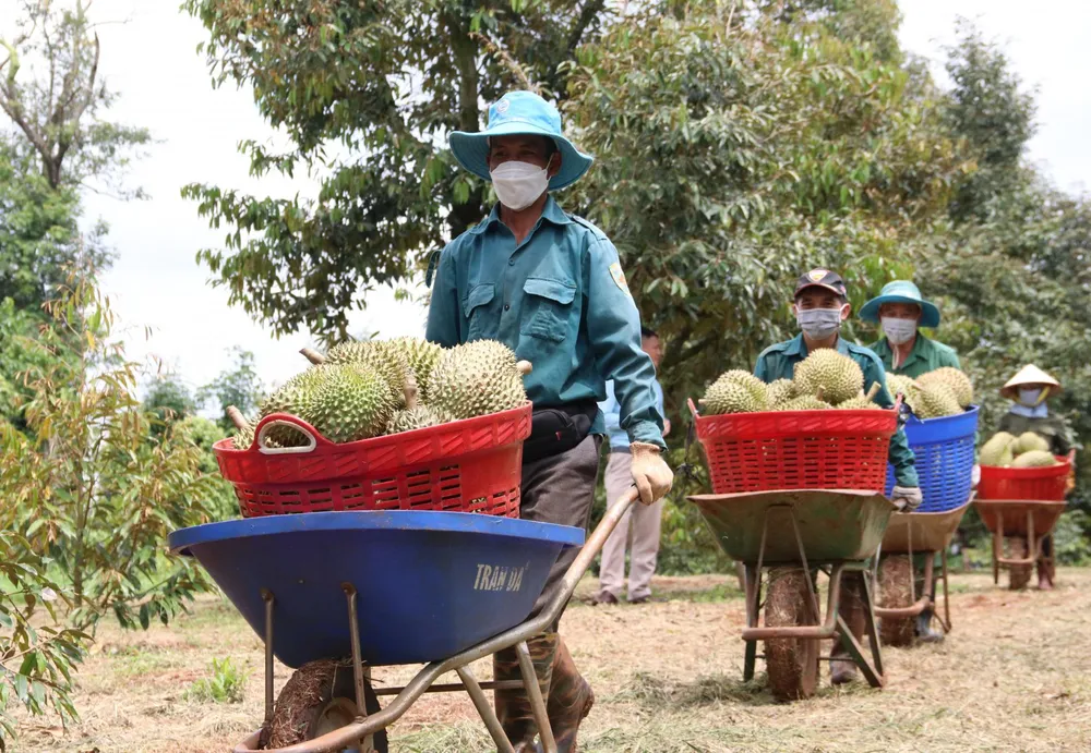 Giá trị sầu riêng mang lại rất cao khiến nông dân không còn mặn mà với cây cà phê. Ảnh: AX