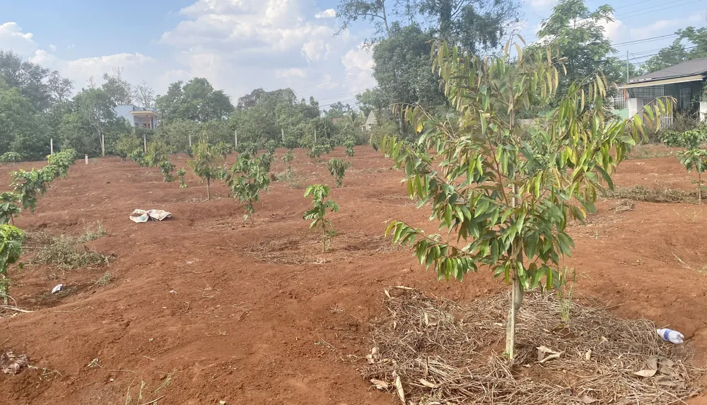 Nông dân huyện Krông Pắk mở rộng diện tích trồng cây sầu riêng. Ảnh: TL