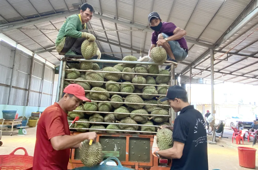 Người dân huyện Krông Pắk thu hoạch sầu riêng. Ảnh: VŨ LONG